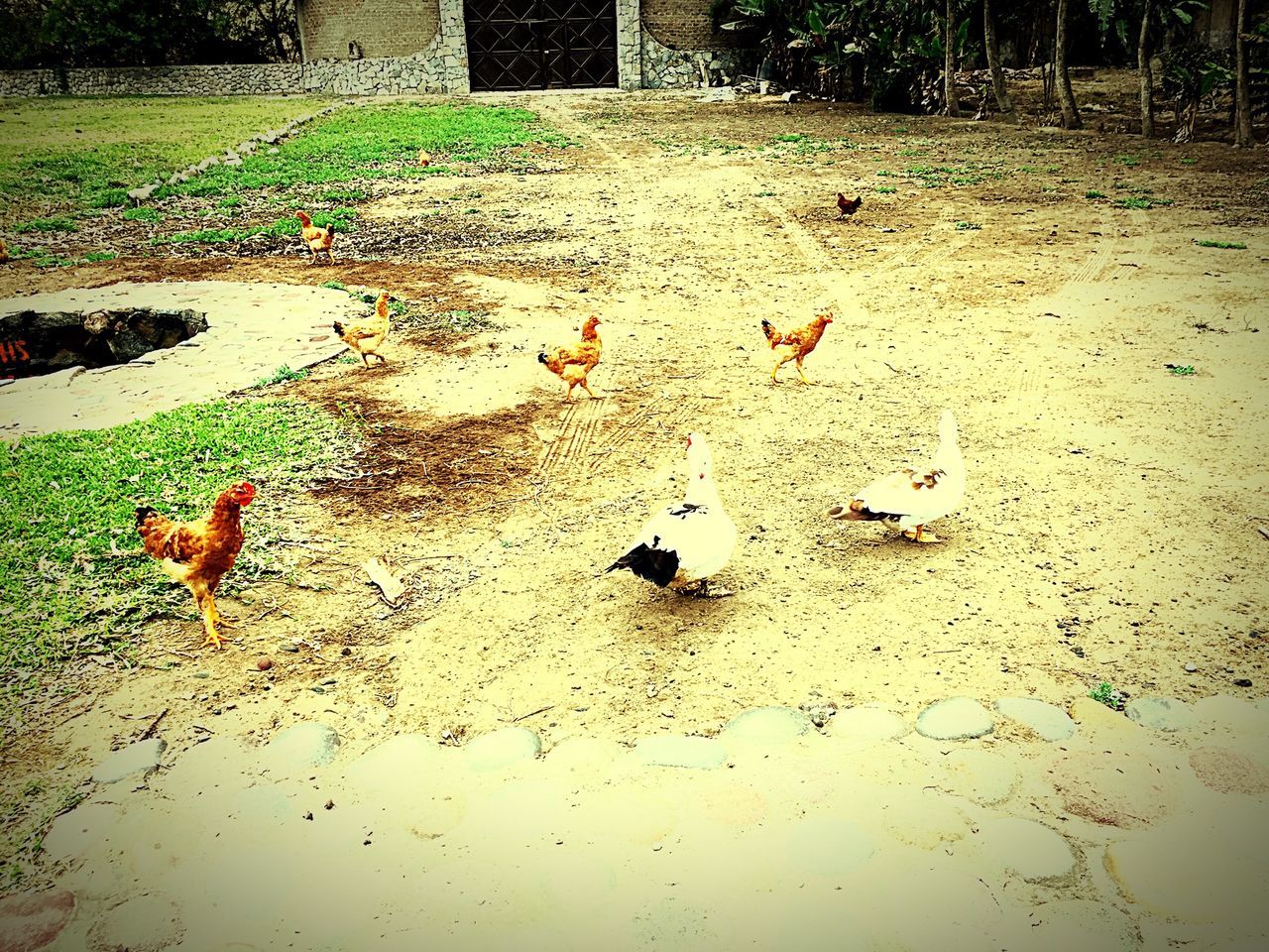 animal themes, bird, animals in the wild, wildlife, duck, high angle view, water, leaf, nature, medium group of animals, reflection, flock of birds, pond, outdoors, autumn, day, lake, three animals, swimming