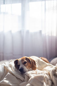 Dog relaxing on bed at home