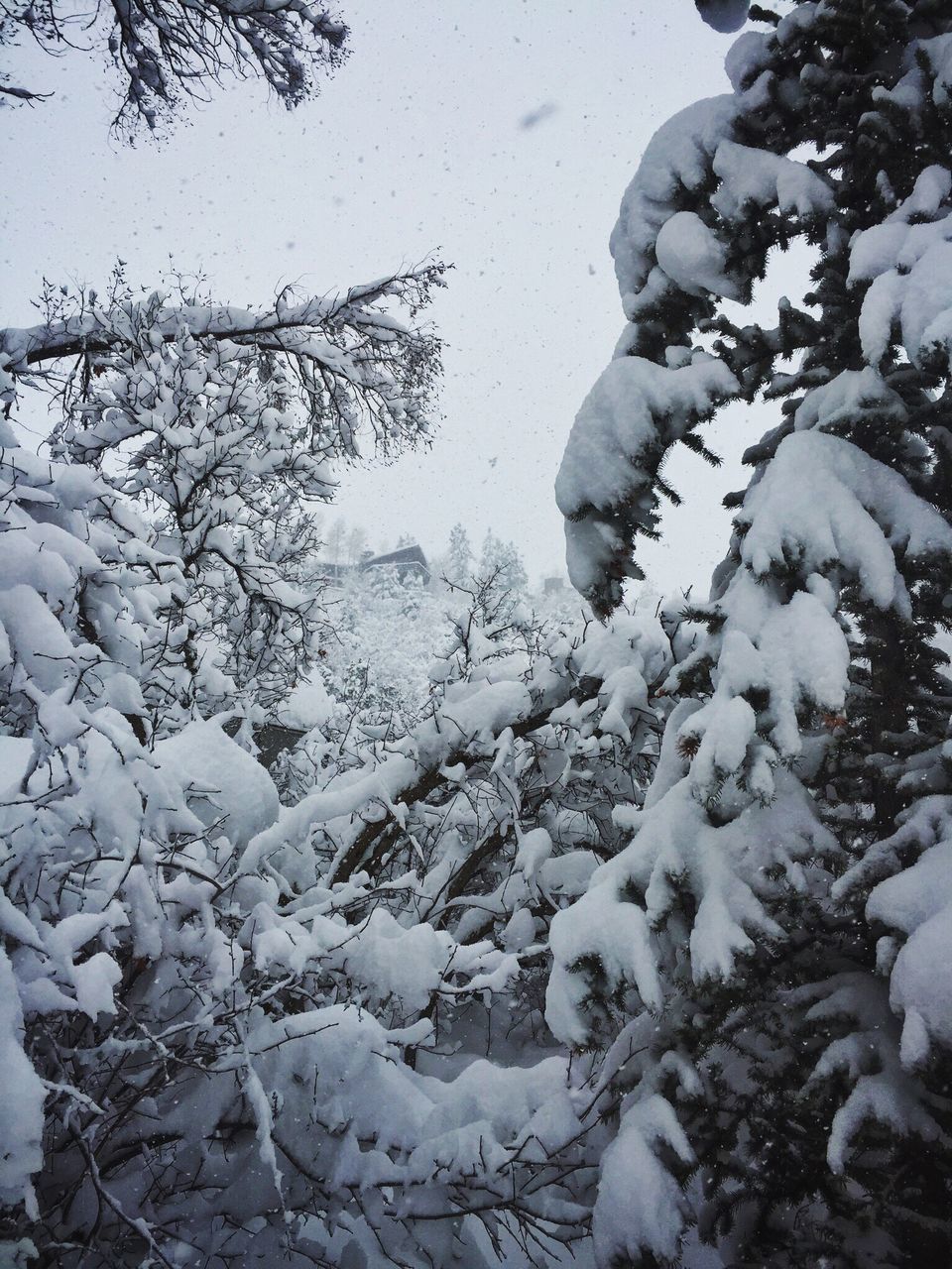 snow, winter, cold temperature, season, weather, frozen, tranquility, nature, covering, tranquil scene, beauty in nature, tree, white color, branch, scenics, field, day, outdoors, growth, covered