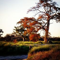 Trees by grass against sky during sunset