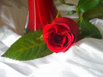 Close-up of red rose on table