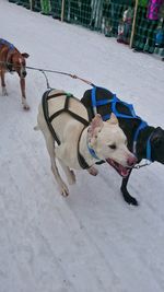 Dog on zebra crossing