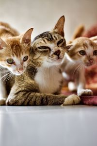 Portrait of cats relaxing