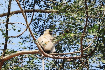 Low angle view of monkey sitting on tree