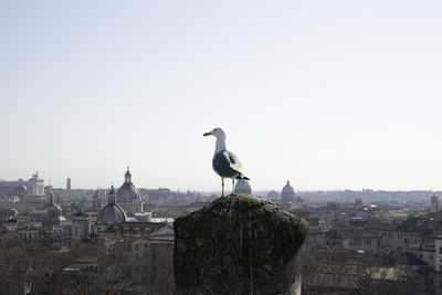 Seagull perching on tower in city against clear sky