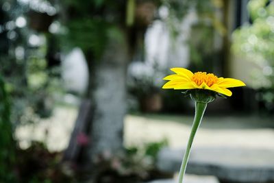 Close-up of yellow flower blooming outdoors