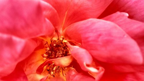 Macro shot of pink flower