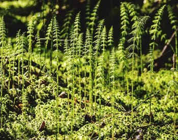 Plants growing in forest