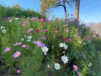 Close-up of pink flowering plants on field