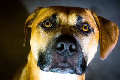 Close-up portrait of dog