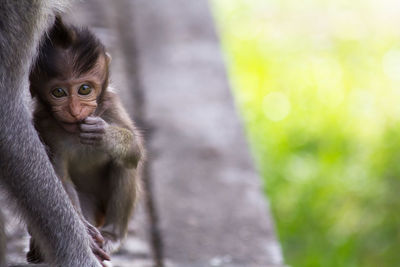 Cropped image of monkey with infant on railing