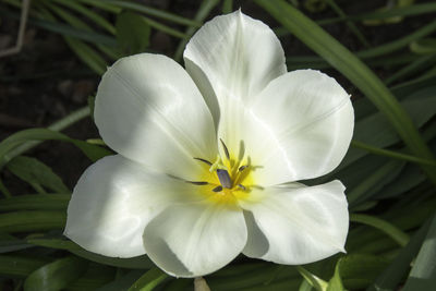 Close-up of white flower
