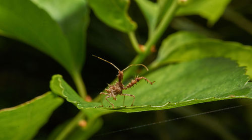 Close-up of insect on leaf