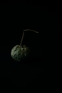 Close-up of fruits against black background