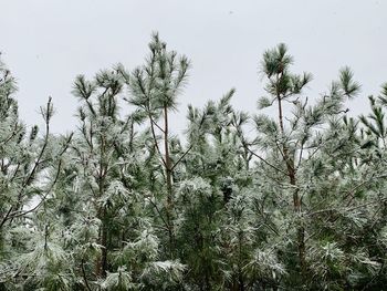 Low angle view of pine trees against sky during winter