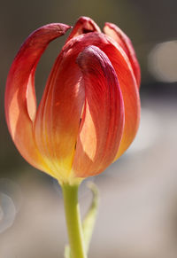 Close-up of tulp flowerhead