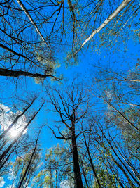 Low angle view of bare trees against blue sky