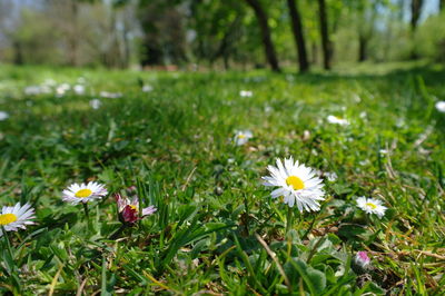 Close-up of white flowers blooming outdoors