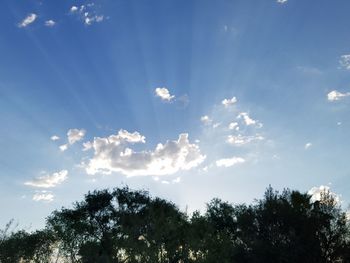 Low angle view of trees against blue sky