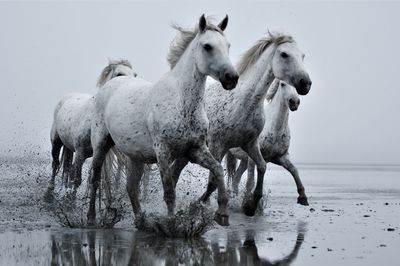 Horses running at beach against sky