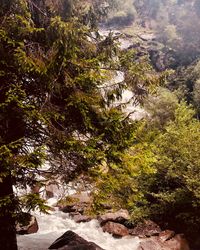 Trees growing in forest