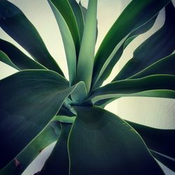 Close-up of leaves