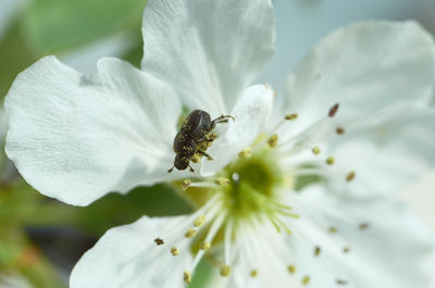 Close-up of insect on white flower