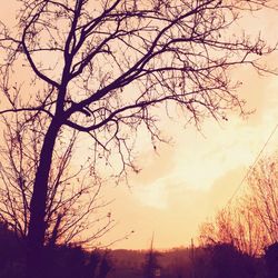 Silhouette of bare trees at sunset