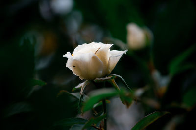 Close-up of white rose