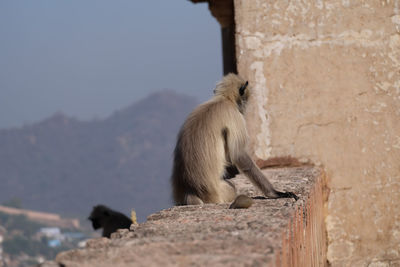 Monkey sitting on wall