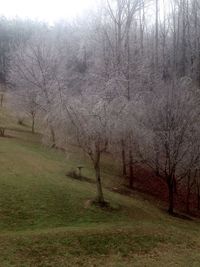 Bare trees on field against sky