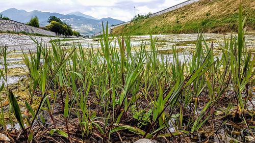 Plants growing on field against sky