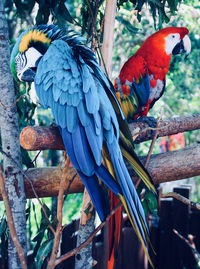 View of birds perching on branch