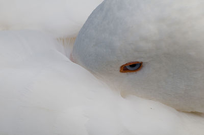 Close-up of goose relaxing