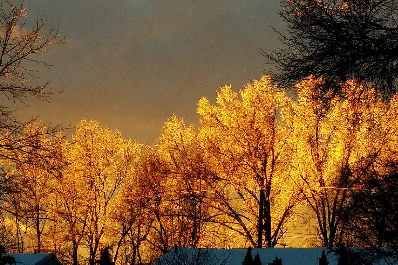 tree, autumn, plant, sky, change, beauty in nature, orange color, tranquility, nature, branch, no people, scenics - nature, bare tree, tranquil scene, growth, low angle view, sunset, outdoors, yellow, cloud - sky, fall