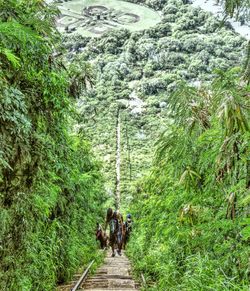 People walking on footbridge in forest