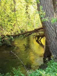 Scenic view of lake in forest