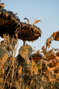 Low angle view of dry plant against clear sky