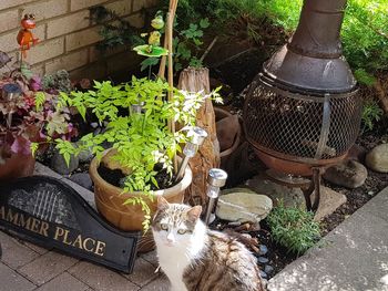 Panoramic view of cat amidst plants