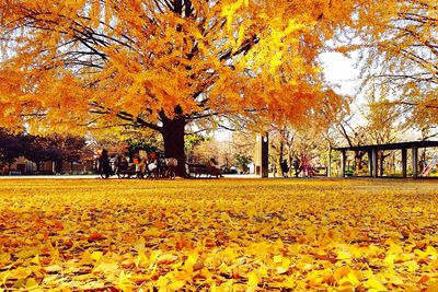 Close-up of yellow autumn trees against sky