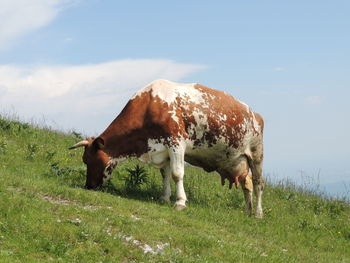 Cow grazing in a field