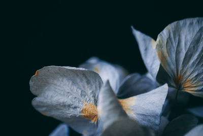 Close-up of white flowering plant against black background