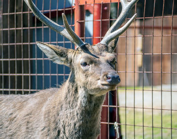 Red deer portrait. close-up.