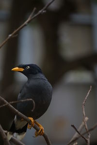 Close-up of bird perching on branch