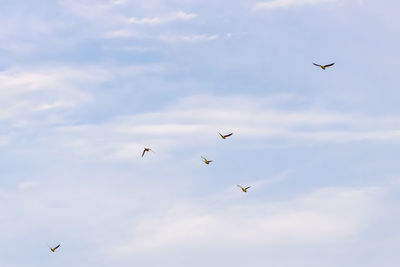 Low angle view of birds flying in sky
