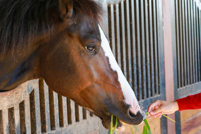 horse
