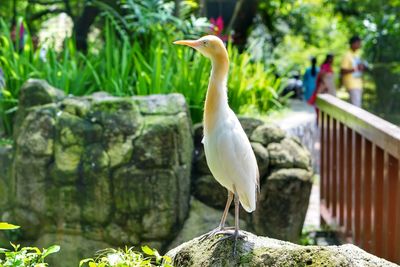 Close-up of bird perching on tree