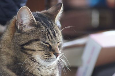 Close-up of a cat with eyes closed