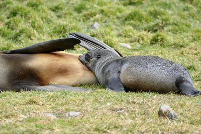 View of a dog resting on field