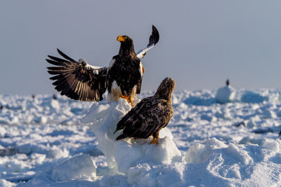 Bird flying over snow covered field against sky